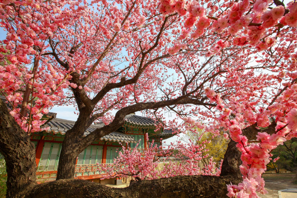 best-places-visit-korea-top10-may-2026